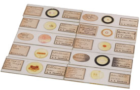 S S Pilgrim Slides (3312)