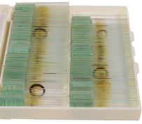 T. Gerrard Slide Set (3502)
