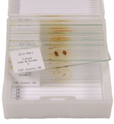 Small Insect Slides (3507)