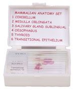 Set of Mammalian Anatomy Slides