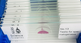 13 Slides showing the Processes of Cell Division