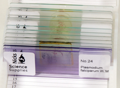 Set of 12 slides of Parasites