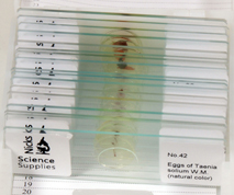 18 slides of Worm and Insects