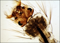 Insect Structure BSS1