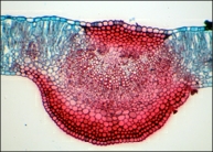 Botanical Structure BSS2